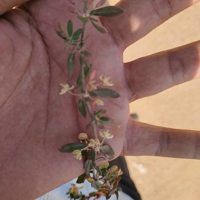 Galium murale — flower