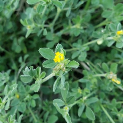 Medicago minima — flower