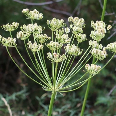 Laserpitium gallicum — flower