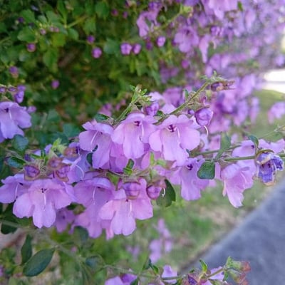 Prostanthera incisa — flower