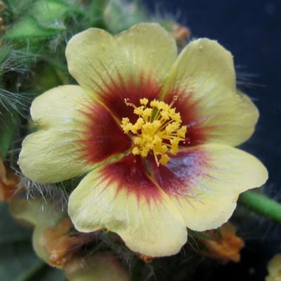 Sida urens — flower