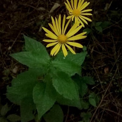 Doronicum austriacum — flower