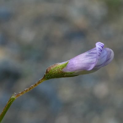 Vicia pubescens — flower