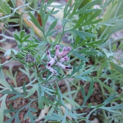Fumaria vaillantii — flower