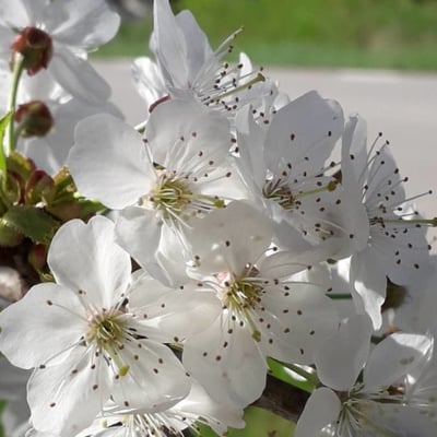 Prunus cerasus — flower