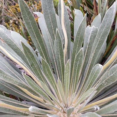 Espeletia grandiflora — leaf