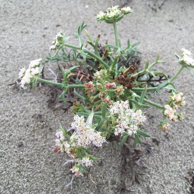 Echinophora spinosa — flower