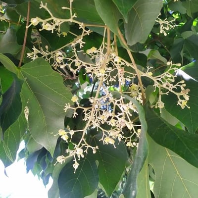 Firmiana simplex — flower