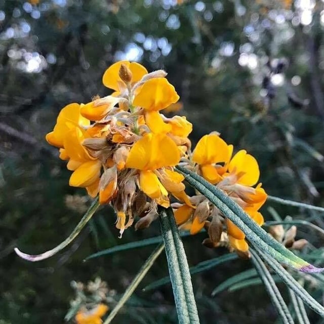 Aotus ericoides — flower