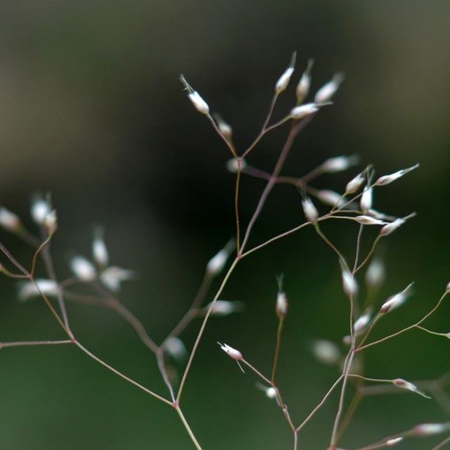 Aira cupaniana — flower