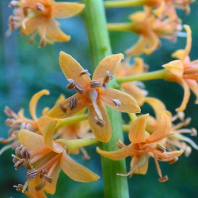 Adenanthera pavonina — flower