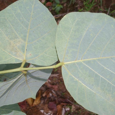 Erythrina berteroana — leaf