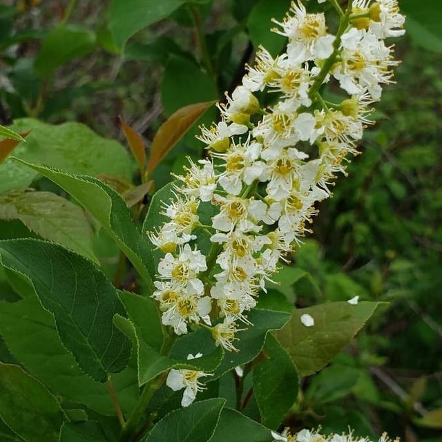 Prunus virginiana — flower