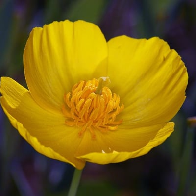 Dendromecon rigida — flower