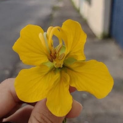 Senna multiglandulosa — flower