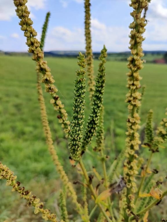 Horseweed