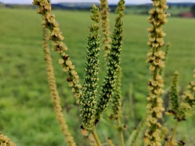 Horseweed