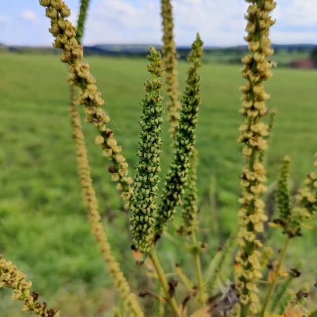 Ambrosia trifida — flower