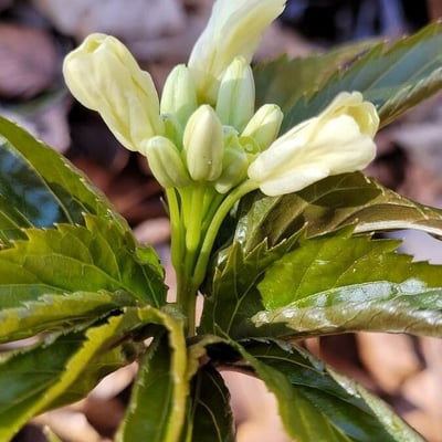 Cardamine enneaphyllos — flower
