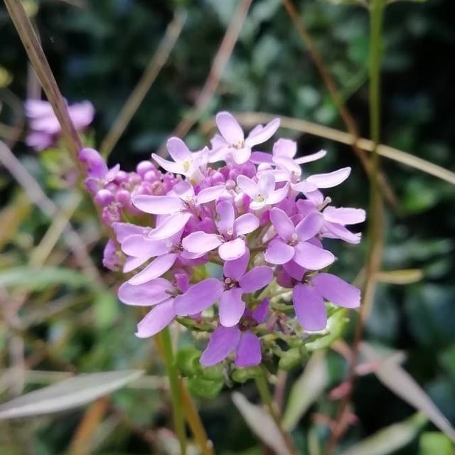 Iberis umbellata — flower