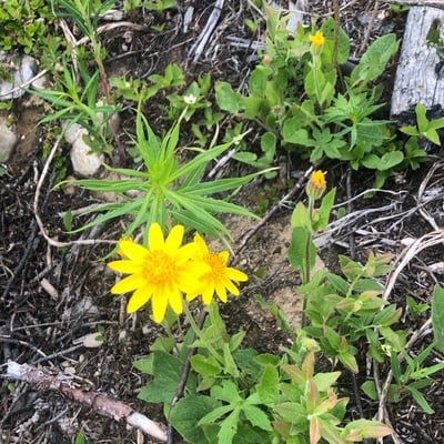 Arnica cordifolia — flower