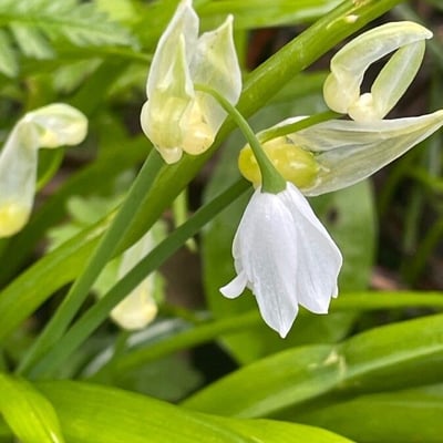 Allium paradoxum — flower