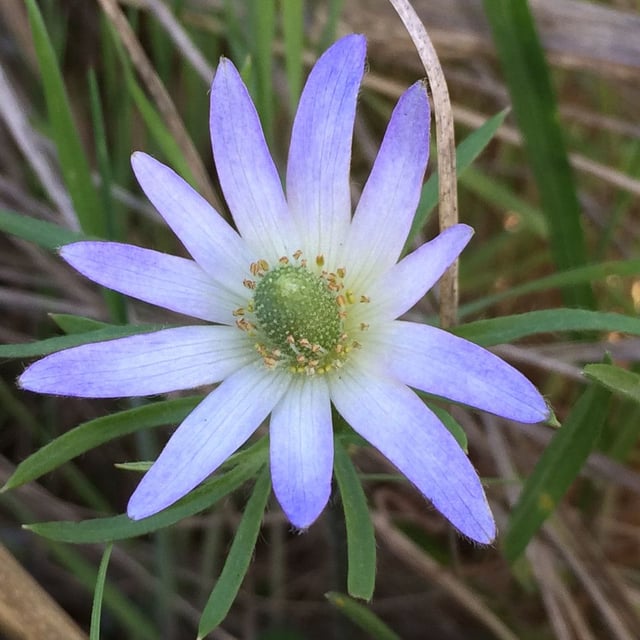 Anemone berlandieri — flower