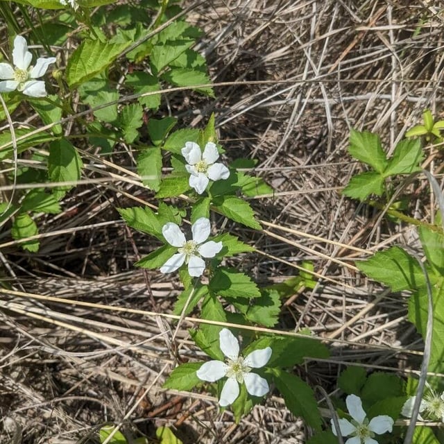 Rubus flagellaris — flower