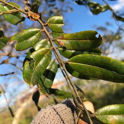 Pterodon emarginatus — leaf