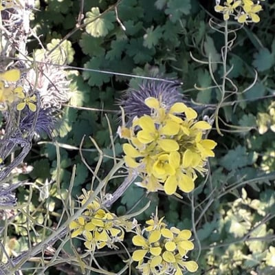 Brassica rapa — flower