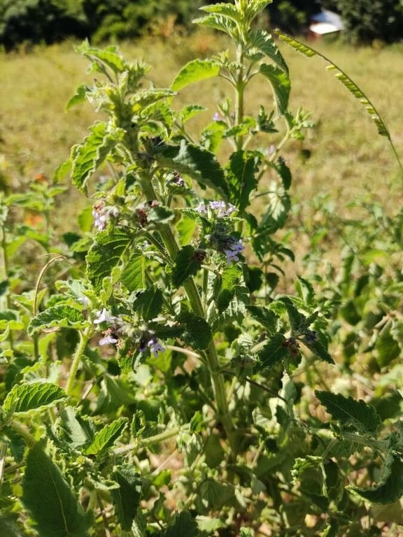 Pignut