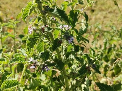Pignut