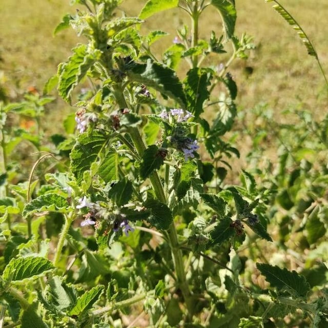 Mesosphaerum suaveolens — flower