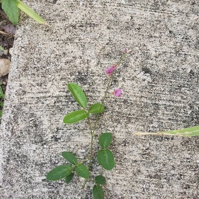 Desmodium tortuosum — flower