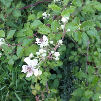 Rubus elegantispinosus — flower
