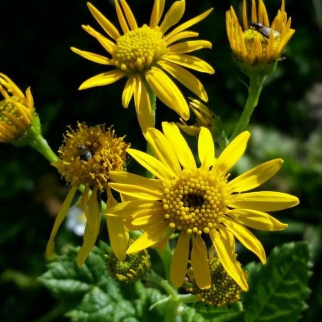 Jacobaea alpina — flower