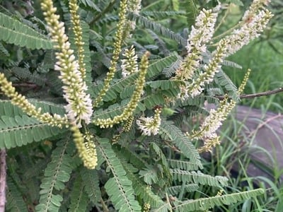 Kidneywood