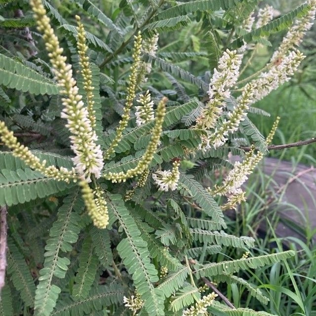 Kidneywood