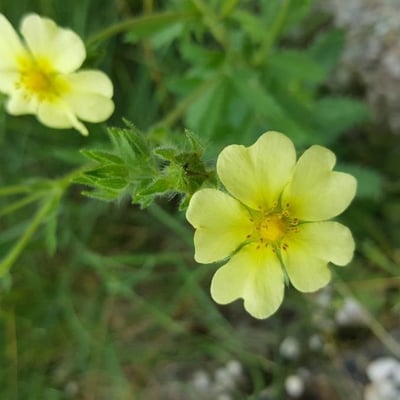 Potentilla recta — flower