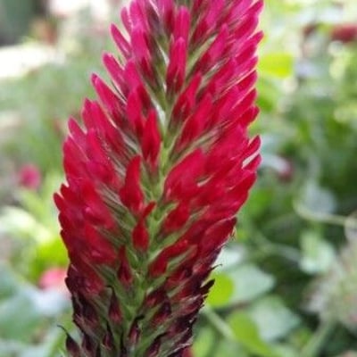 Trifolium incarnatum — flower