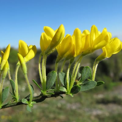 Cytisus decumbens — flower