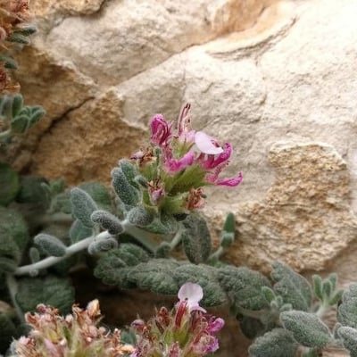 Teucrium buxifolium — flower