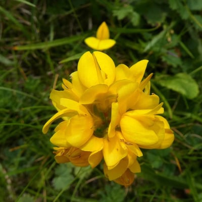 Genista sagittalis — flower
