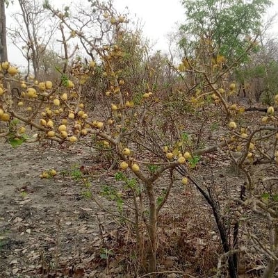 Gardenia aqualla — fruit