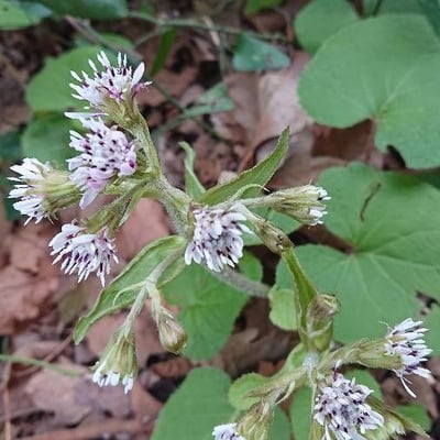Petasites pyrenaicus — flower