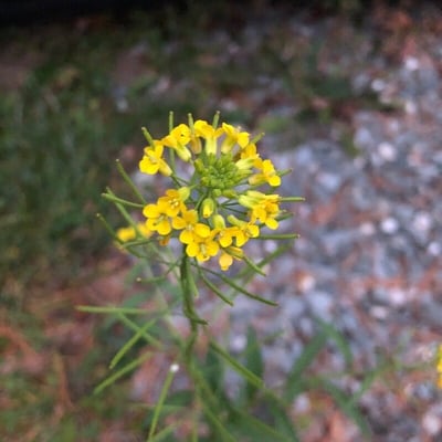 Erysimum cheiranthoides — flower