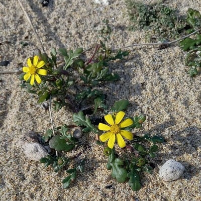 Senecio leucanthemifolius — flower