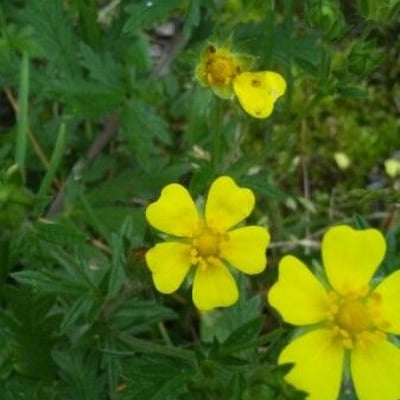 Potentilla neumanniana — flower