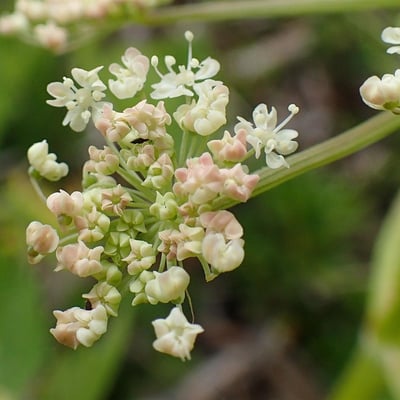 Peucedanum ostruthium — flower