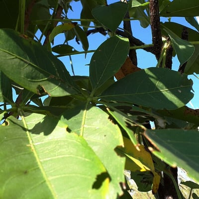 Vitex doniana — leaf